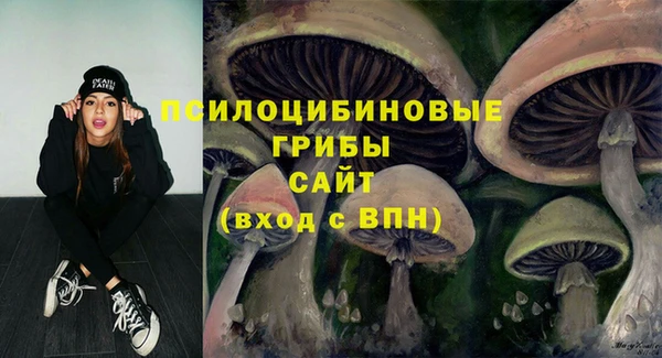 сатива Беломорск