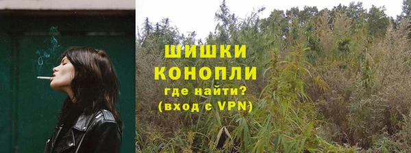 сатива Беломорск
